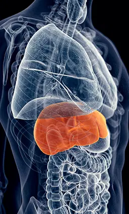 hepato burn reviews store